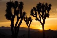 joshua-trees-sunset-landscape-1700854.jpg