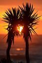 palm-trees-palms-exotic-sunset-323350.jpg