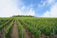 vines-vineyard-vine-860212.jpg