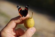 butterfly-fruit-hand-614250.jpg