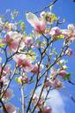 magnolia-magnolia-blossom-flowers-324273.jpg