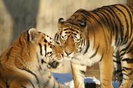 animals-tiger-cat-zoo-217653.jpg