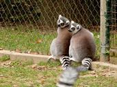 lemur-zoo-animal-mammal-wild-195769.jpg