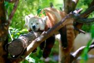 red-panda-animal-red-panda-1159873.jpg