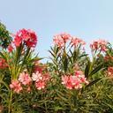 wildflowers-dharwad-flowers-india-300866.jpg