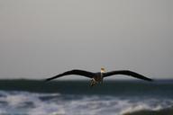 heron-sea-flying-533896.jpg