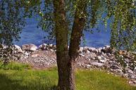 tree-deciduous-tree-nature-1125990.jpg