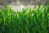 barley-nature-green-plants-leaf-1316790.jpg