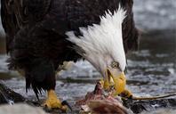 bald-eagle-eagle-bald-american-529727.jpg