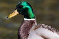 mallard-anas-platyrhynchos-drake-653027.jpg