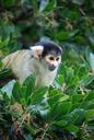 squirrel-monkey-saimiri-eyes-tree-348745.jpg