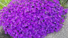 aubretia-blue-pillow-violet-1371612.jpg