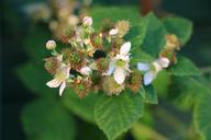 blackberries-flowers-immature-1491894.jpg