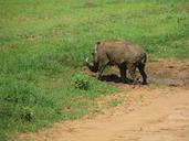 warthog-pig-wild-tusk-suidae-boar-194254.jpg