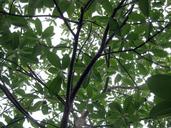 avocado-tree-plant-nature-leaf-592181.jpg