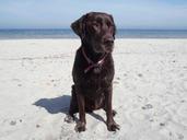 labrador-beach-baltic-sea-dogs-sea-335178.jpg