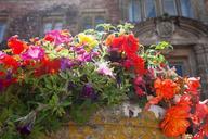 flowers-flowerpot-summer-flowers-419650.jpg