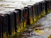 breakwater-sea-seaweed-wood-old-1391464.jpg