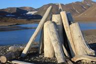 svalbard-driftwood-wood-403025.jpg