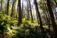 woods-ferns-sunlight-nature-forest-1708118.jpg