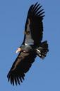 california-condor-flying-flight-581277.jpg