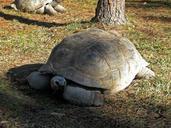 tortoise-giant-tortoise-turtles-170610.jpg