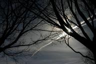 air-sun-clouds-nature-tree-732259.jpg