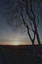 birch-sunset-a-formative-mood-moor-522621.jpg