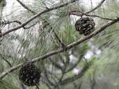 cone-tree-seeds-1222890.jpg