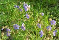 summer-grass-macro-flower-nature-394712.jpg