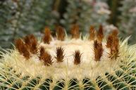 arboretum-cactus-flowers-1675037.jpg