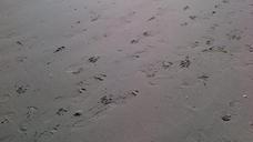 traces-footprints-beach-116001.jpg