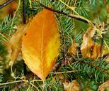 autumn-leaves-tree-autumn-leaf-1005488.jpg