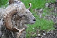 billy-goat-animal-horns-horned-411274.jpg