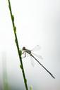 dragonfly-small-emerald-damselfly-293176.jpg