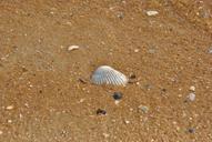 sea-shell-shells-seashell-pattern-83244.jpg