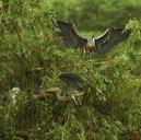 heron-tree-plumage-leaves-heron-351452.jpg