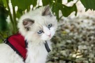 kitten-cat-cats-animals-pet-1040955.jpg