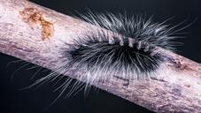 caterpillar-insect-prickly-hairy-399141.jpg