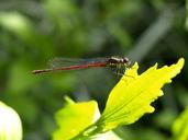 dragonfly-red-insect-flight-insect-365474.jpg