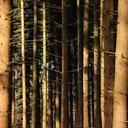 forest-trees-tree-trunks-605778.jpg