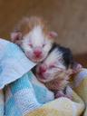 kittens-cahorros-newborn-infants-1333686.jpg