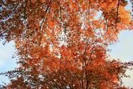 orange-leaves-tree-leaves-foliage-362897.jpg