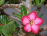 adenium-desert-flower-eastern-835293.jpg