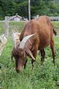 goat-farm-nature-504605.jpg