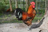 rooster-poultry-animals-bird-248032.jpg