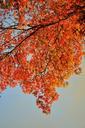 orange-leaves-tree-leaves-foliage-362894.jpg