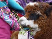 alpaca-cute-sweet-eat-fluffy-43309.jpg