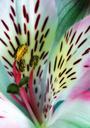 lily-stamens-pollen-flower-plant-452490.jpg