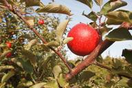 apple-orchard-vermont-food-red-1218492.jpg